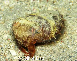 Cigale de mer by Oliva Eric 